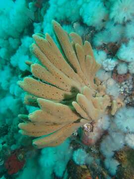 Image of glove horny sponge