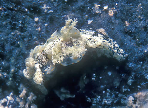 Image of Goniodoris joubini Risbec 1928