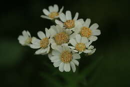 Achillea ptarmica subsp. macrocephala (Rupr.) Heimerl resmi