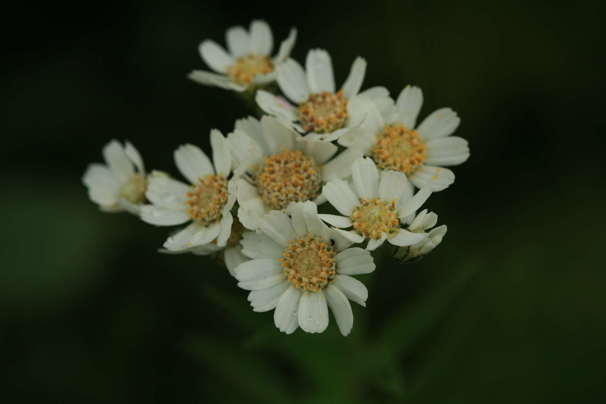 Sivun Achillea ptarmica subsp. macrocephala (Rupr.) Heimerl kuva