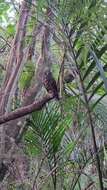 Image of Morepork