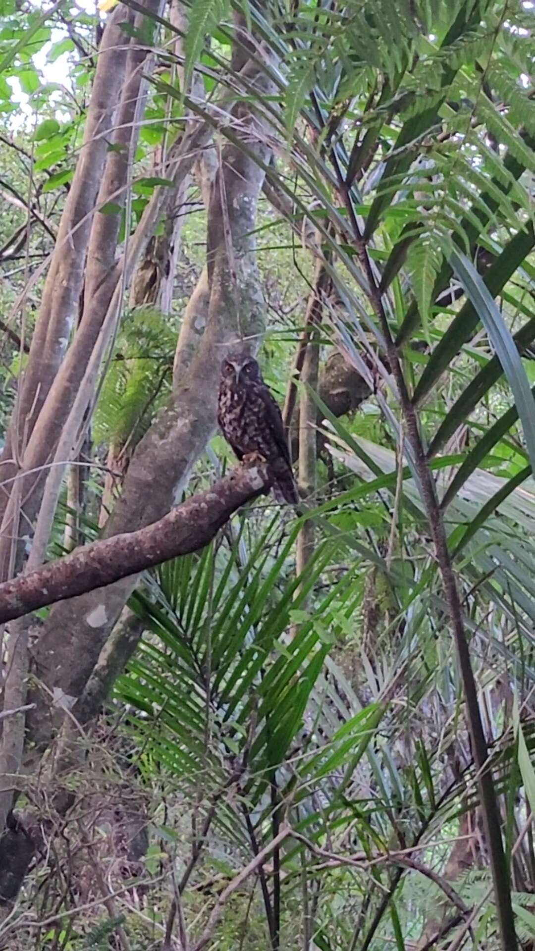 Image of Morepork