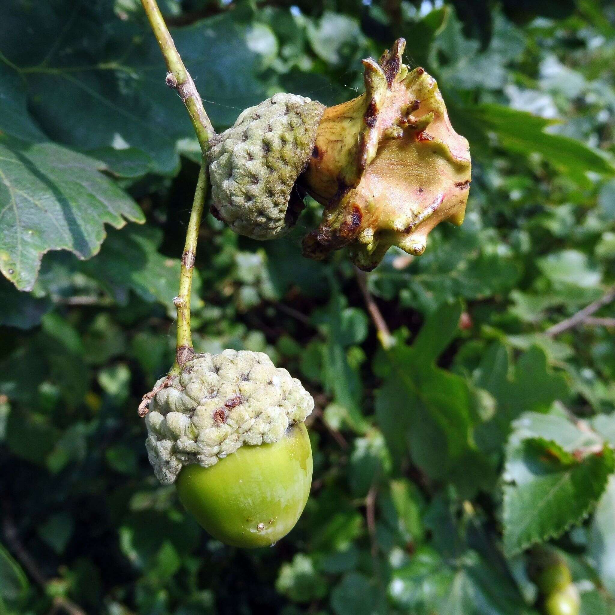 Image of Knopper gall wasp