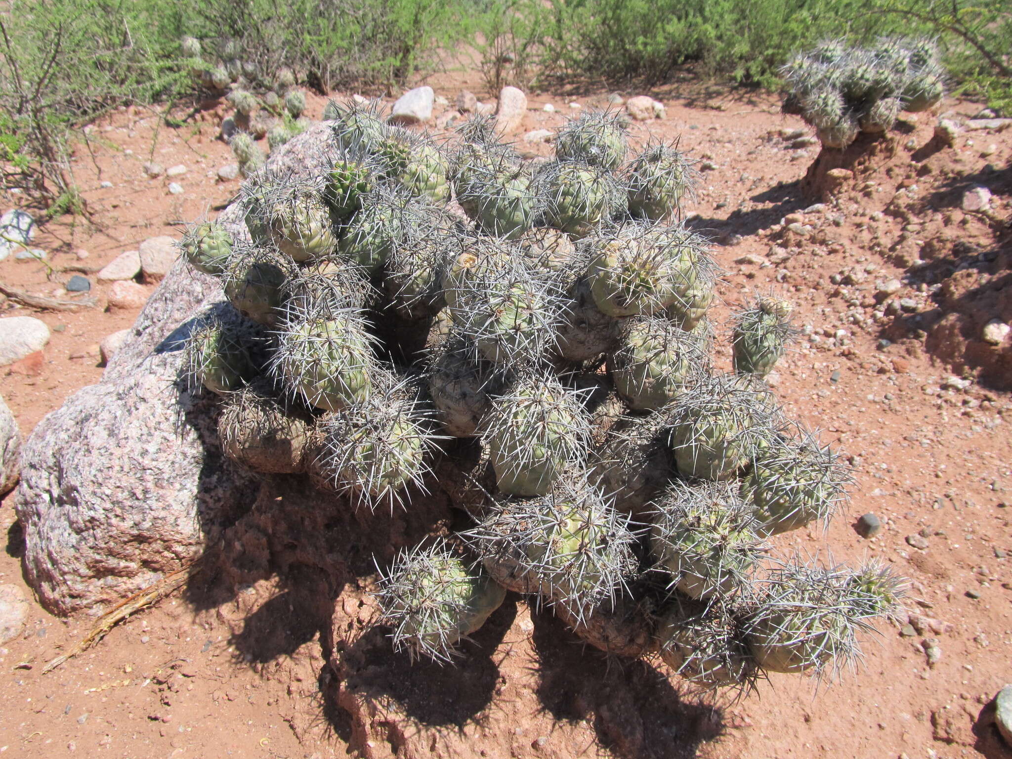 Image of Tephrocactus alexanderi (Britton & Rose) Backeb.