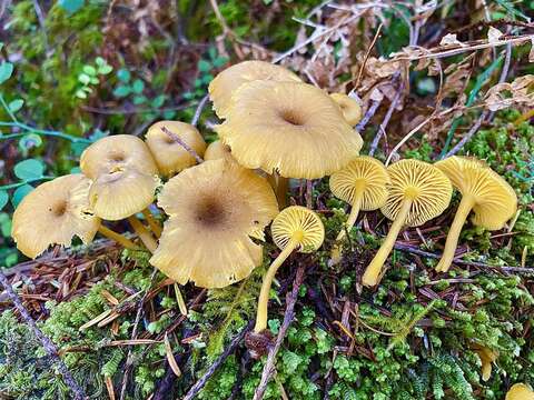 صورة Chrysomphalina chrysophylla (Fr.) Clémençon 1982