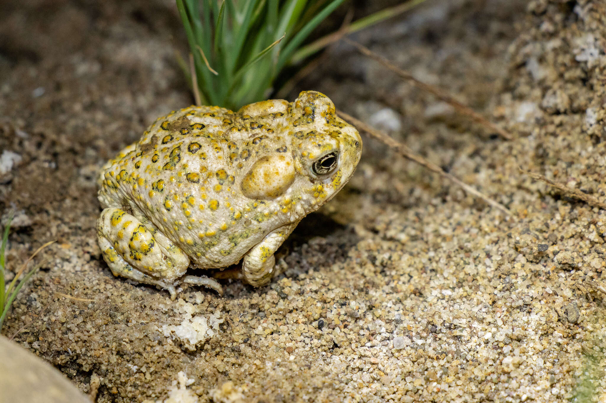 Image of Arroyo toad