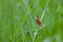 Acrocephalus concinens (Swinhoe 1870) resmi