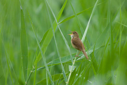 Acrocephalus concinens (Swinhoe 1870) resmi