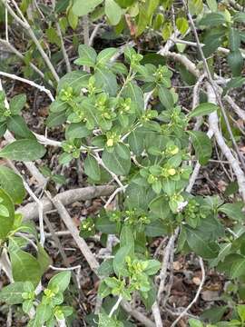 Image of Bravaisia berlandieriana (Nees) T. F. Daniel