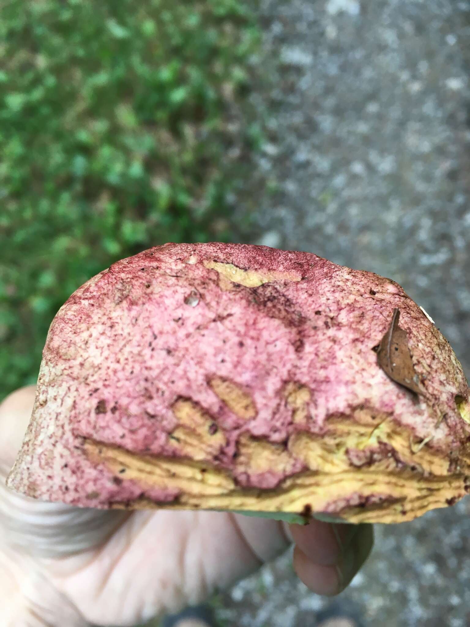 Image of Royal Bolete