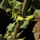 Image of Rogeria adenophylla subsp. adenophylla