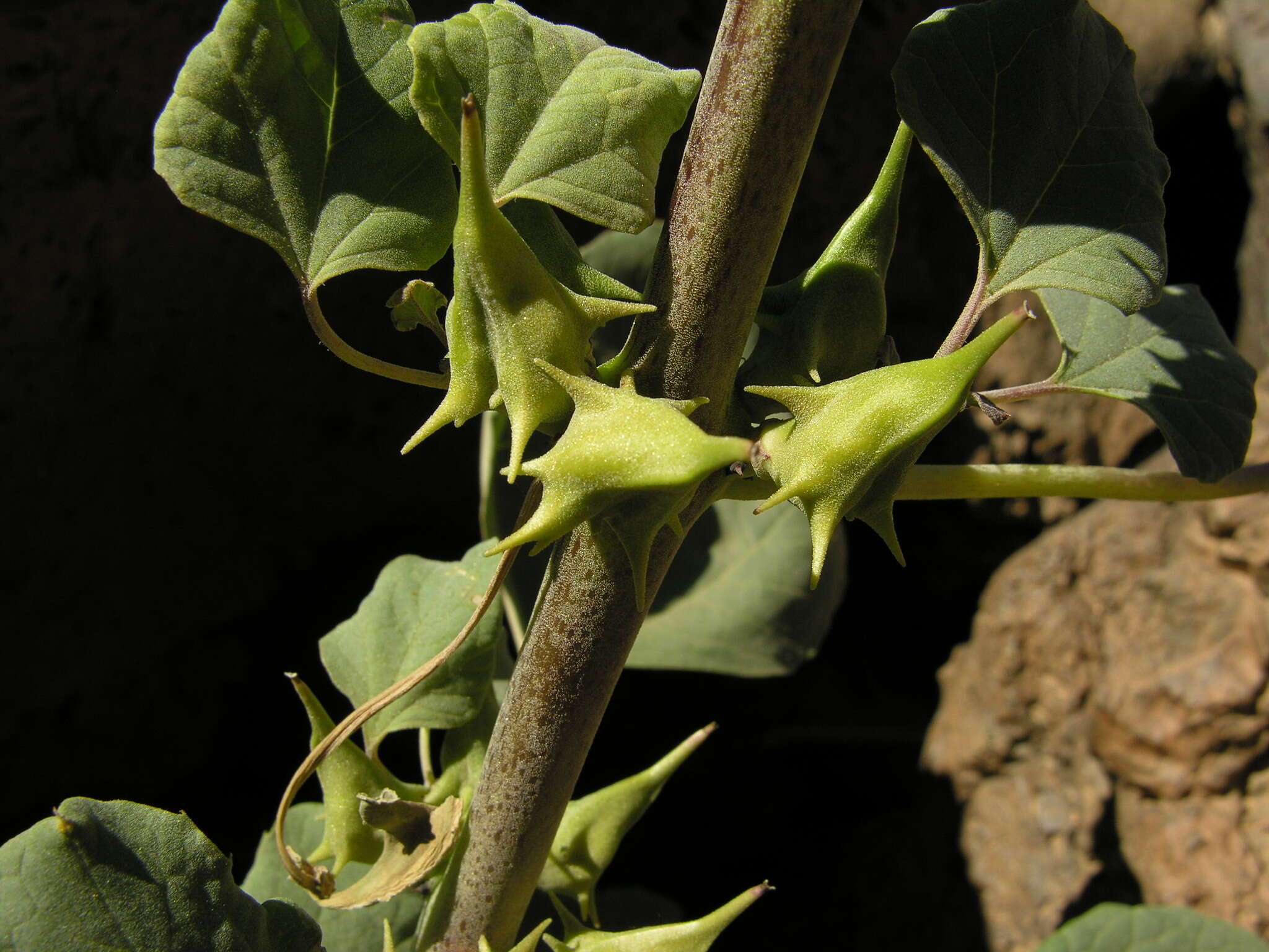 Слика од Rogeria adenophylla subsp. adenophylla