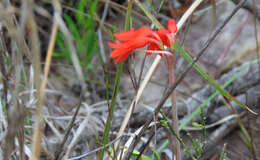 Image of Cyrtanthus staadensis Schönland