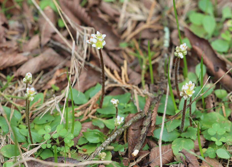 Plancia ëd Micranthes texana (Buckl.) Small