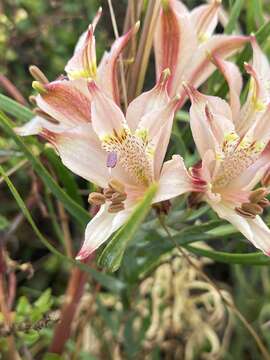 Image of Alstroemeria recumbens Herb.