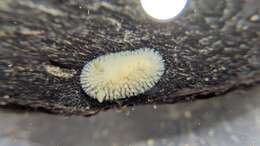 Image of Onchidoris evincta (Millen 2006)