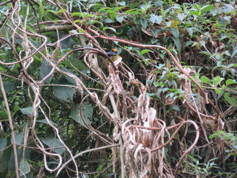 Image of Bolivian Brush Finch