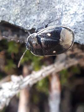 Image of <i>Adomerus biguttatus</i>