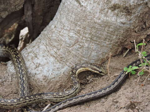 Image of Orange-bellied Racer