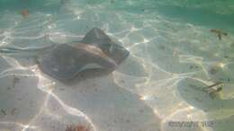 Image of Southern stingray