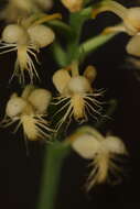 Image of Platanthera pallida P. M. Br.