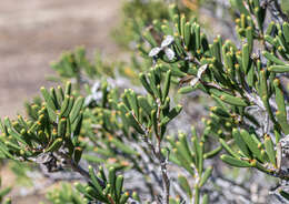 Image de Hakea clavata Labill.