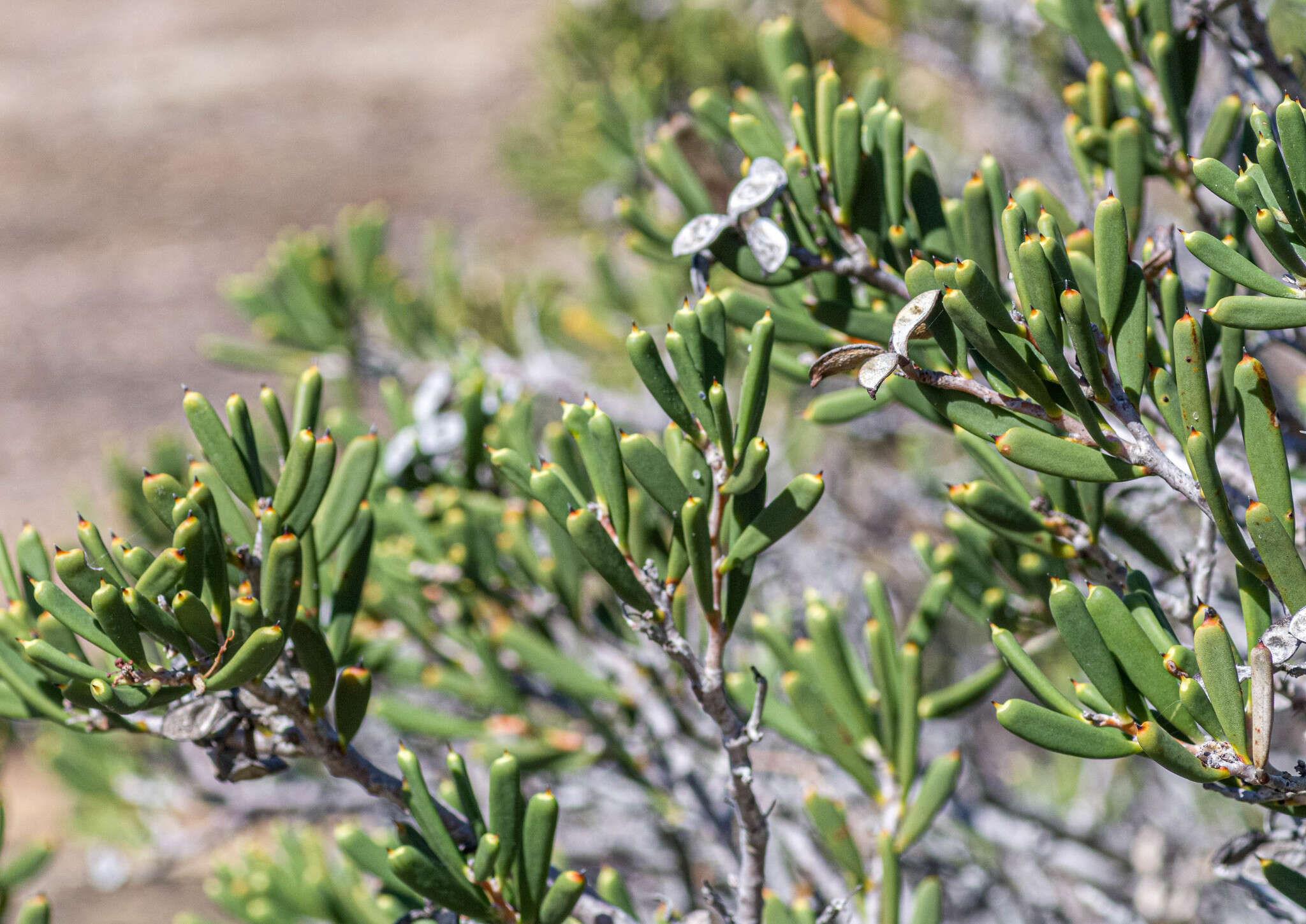 Image of Hakea clavata Labill.