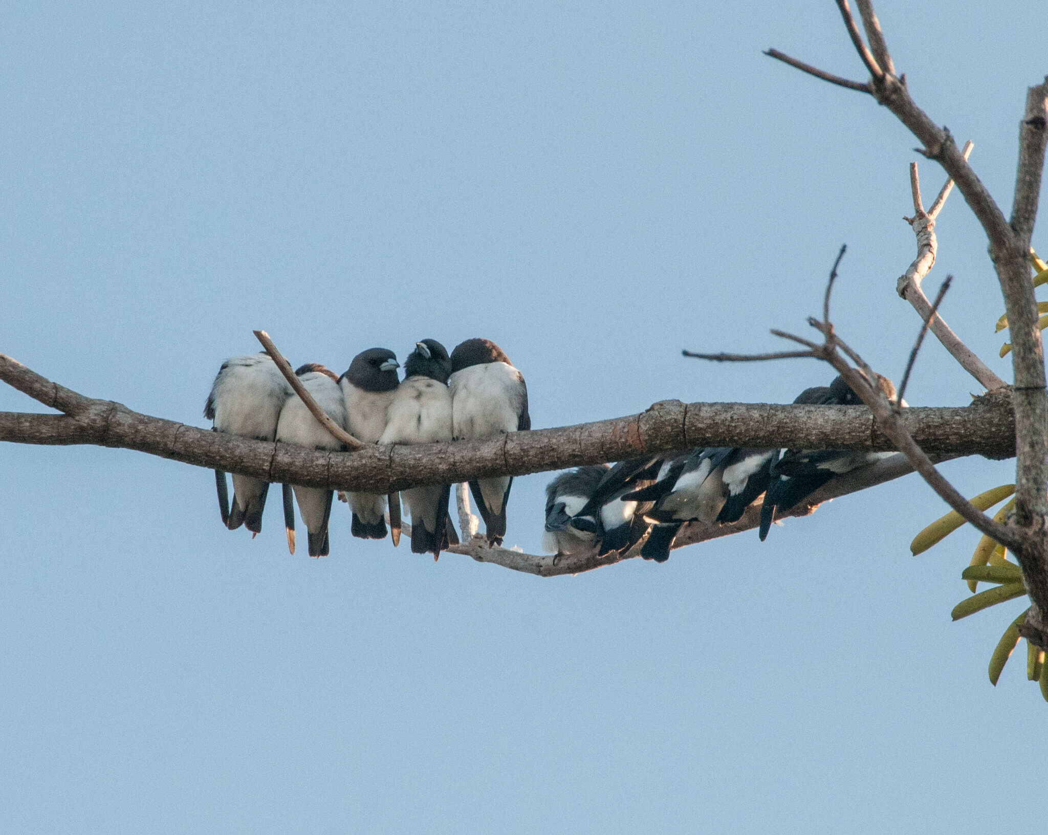 Image of White-breasted Woodswallow