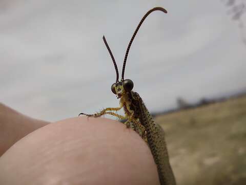 Image de Brachynemurus versutus (Walker 1853)