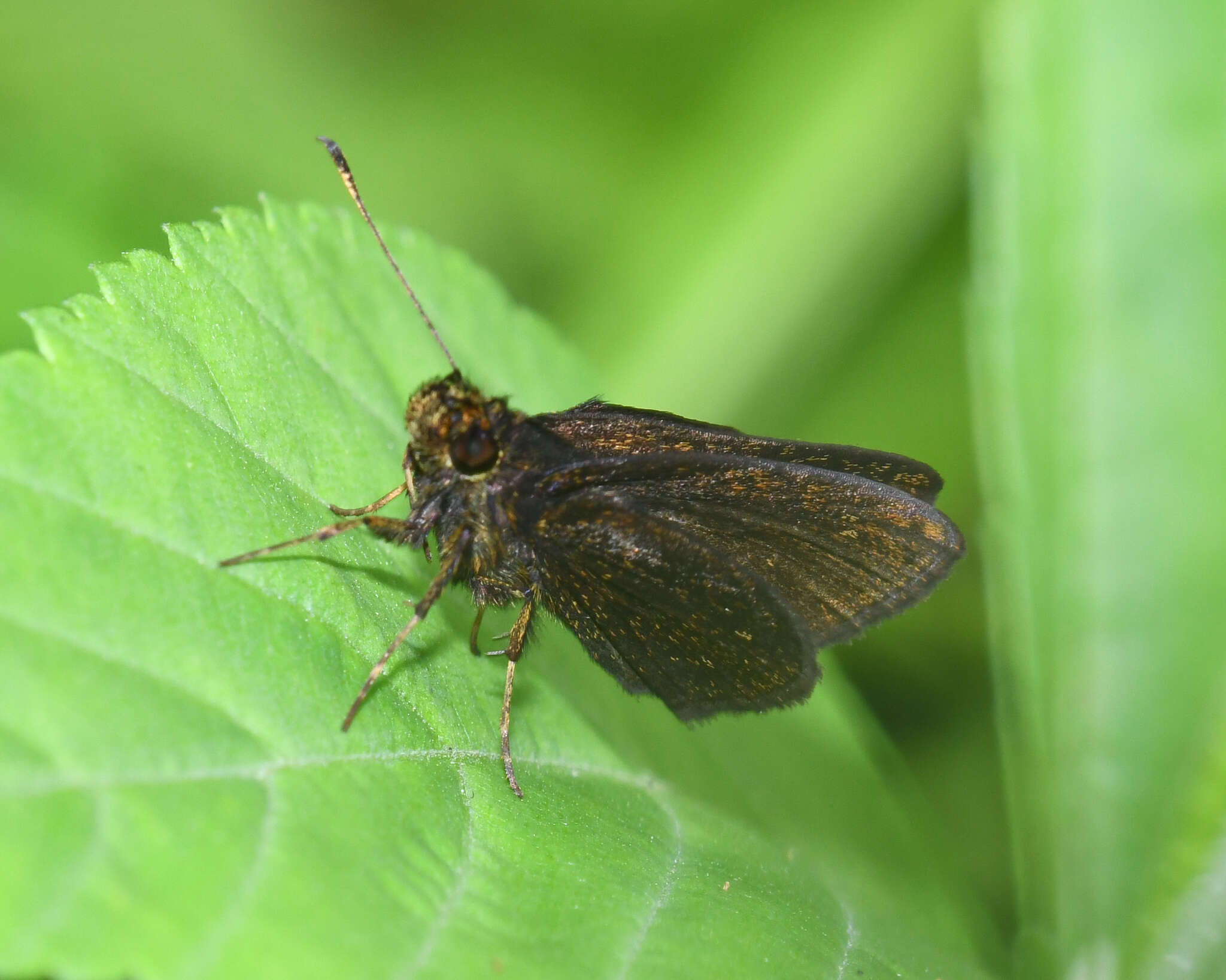 Image de Mnasitheus chrysophrys Mabille 1891