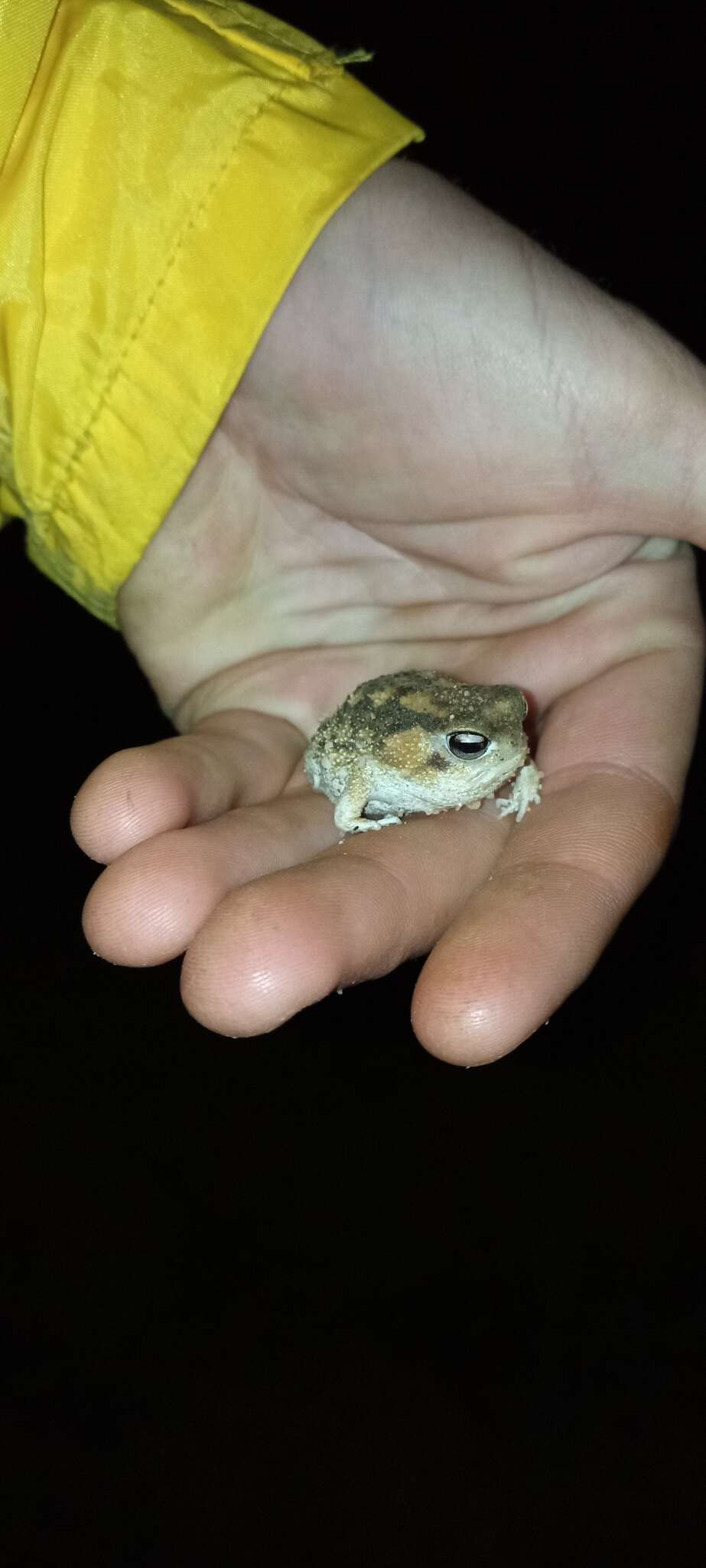 Image of Namaqua Rain Frog