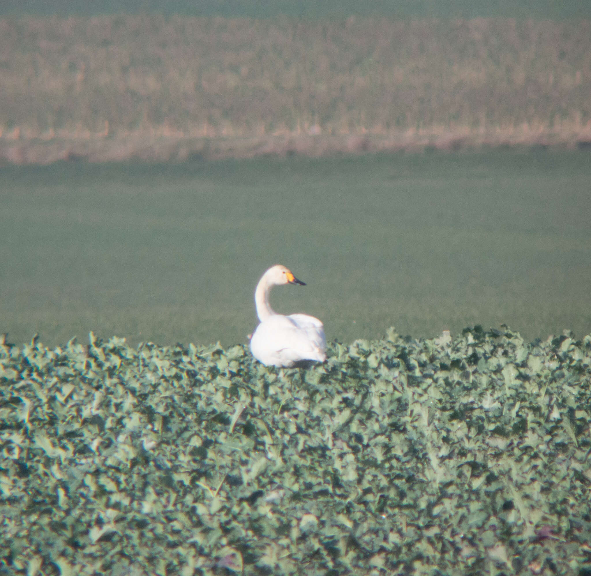 Image de Cygne de Bewick