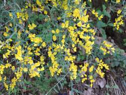 Image of Genista florida L.