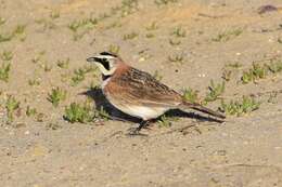 صورة Eremophila alpestris actia (Oberholser 1902)