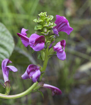 Image of Pedicularis resupinata subsp. resupinata