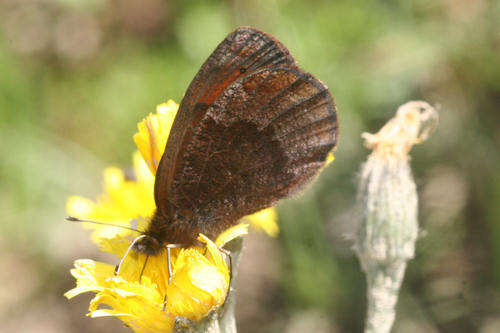 Sivun <i>Erebia pronoe vergy</i> kuva