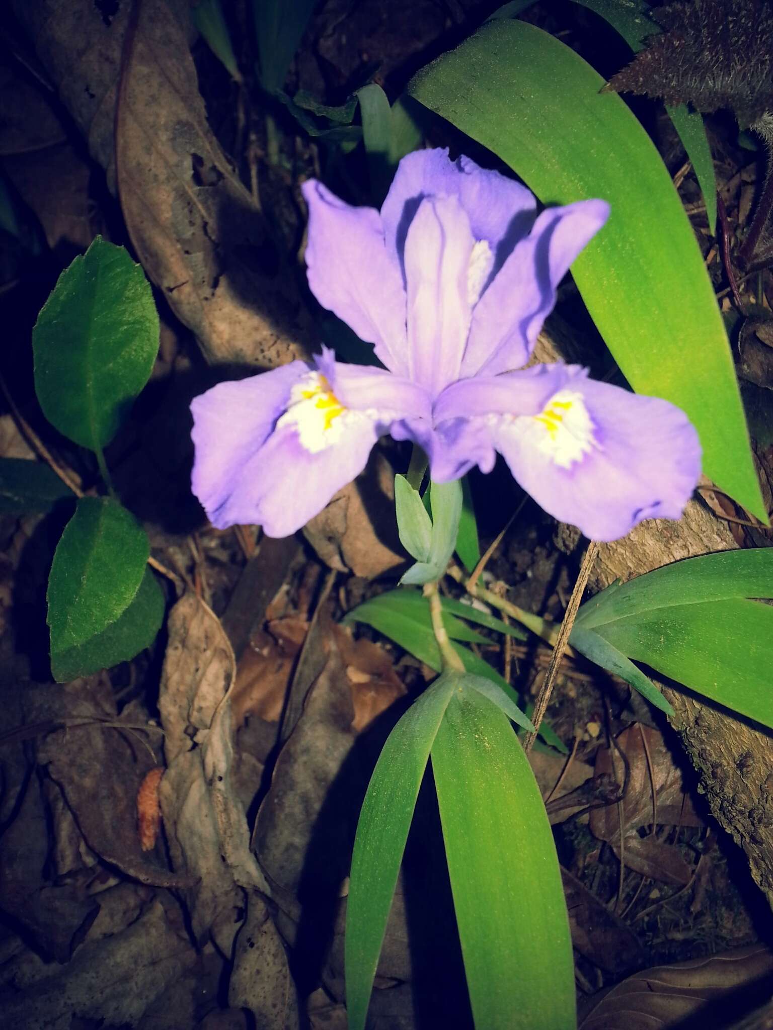 Image of crested iris