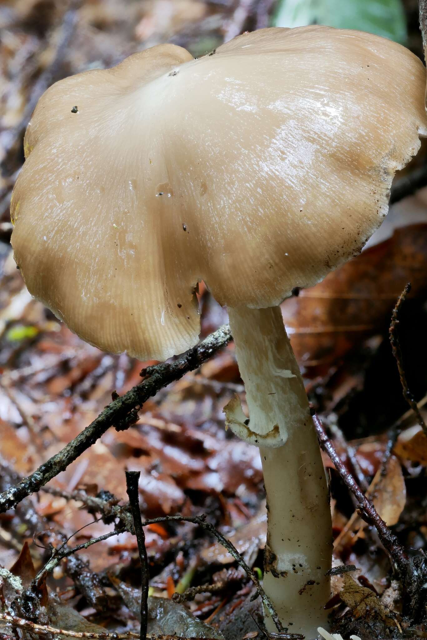 Image of Psathyrella kauffmanii A. H. Sm. 1972