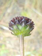 Image of Rayless Sunflower