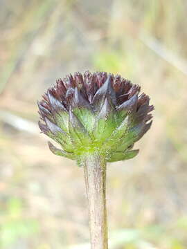 Plancia ëd Helianthus radula (Pursh) Torr. & A. Gray