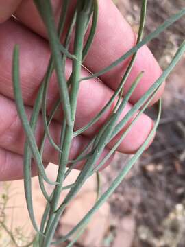 Image of broom-like ragwort