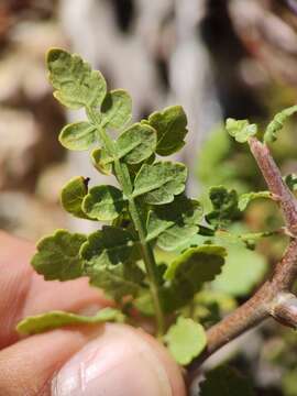 Image de Bursera littoralis León de la Luz & Perez Navarro