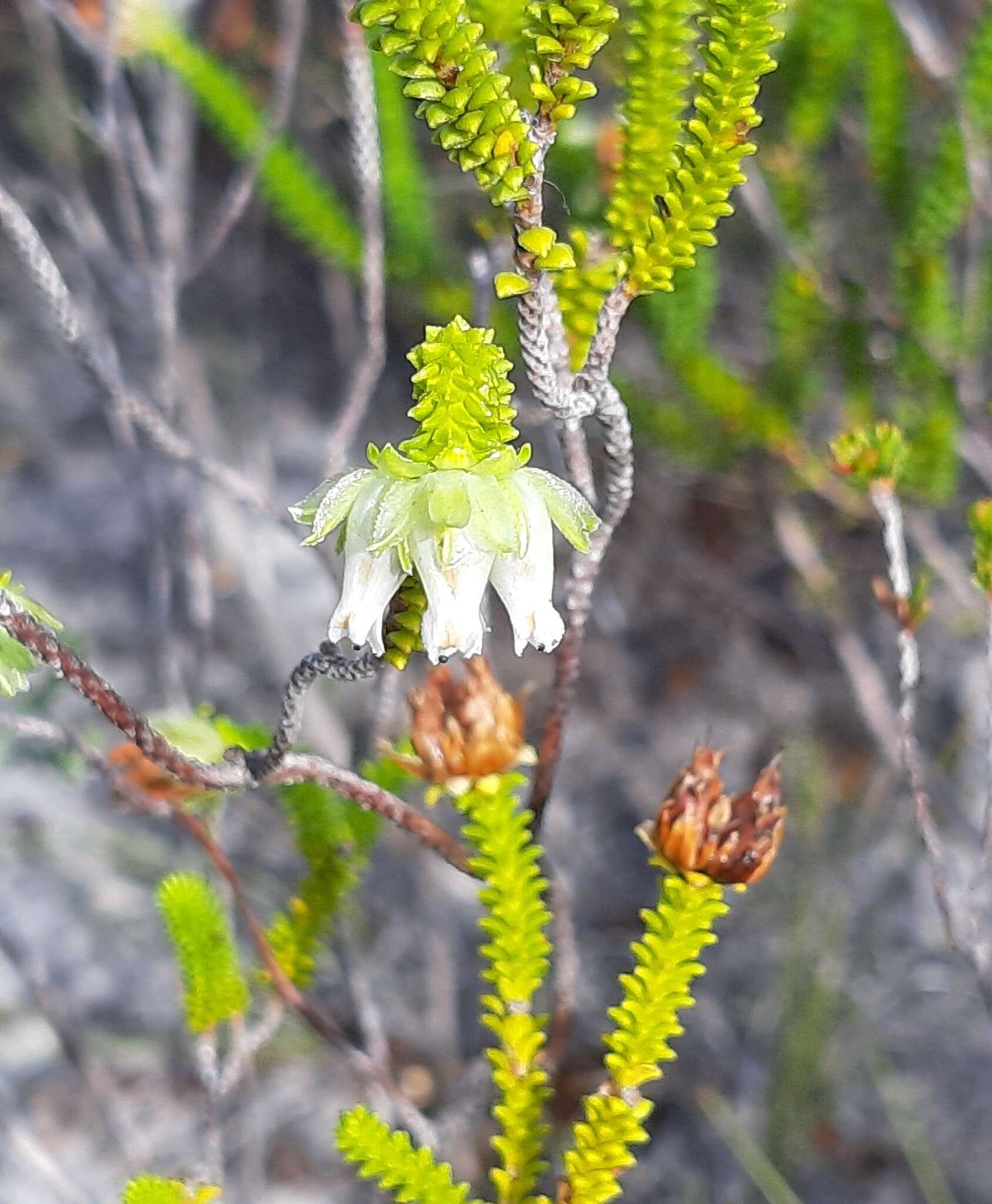 Image of Erica fairii Bolus