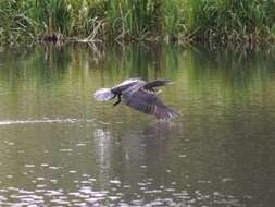 Image of Black Shag