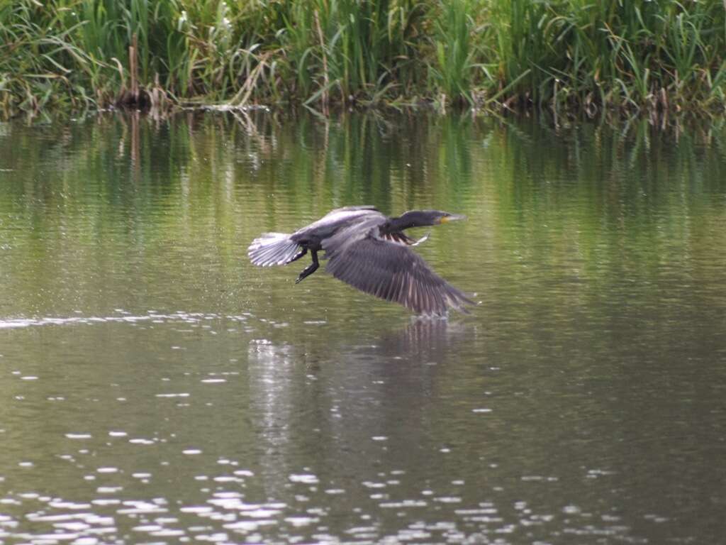 Image of Black Shag