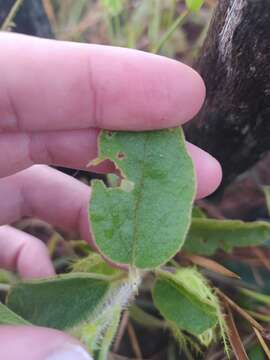 Image of Passiflora clathrata Mast.