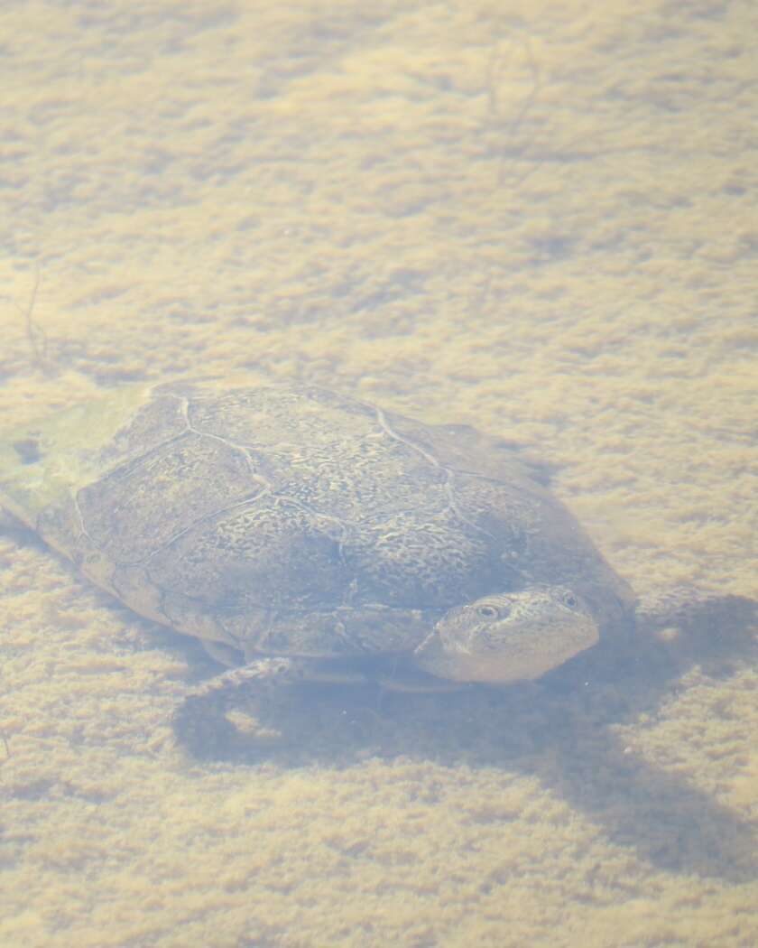 Image of Coahuilan box turtle