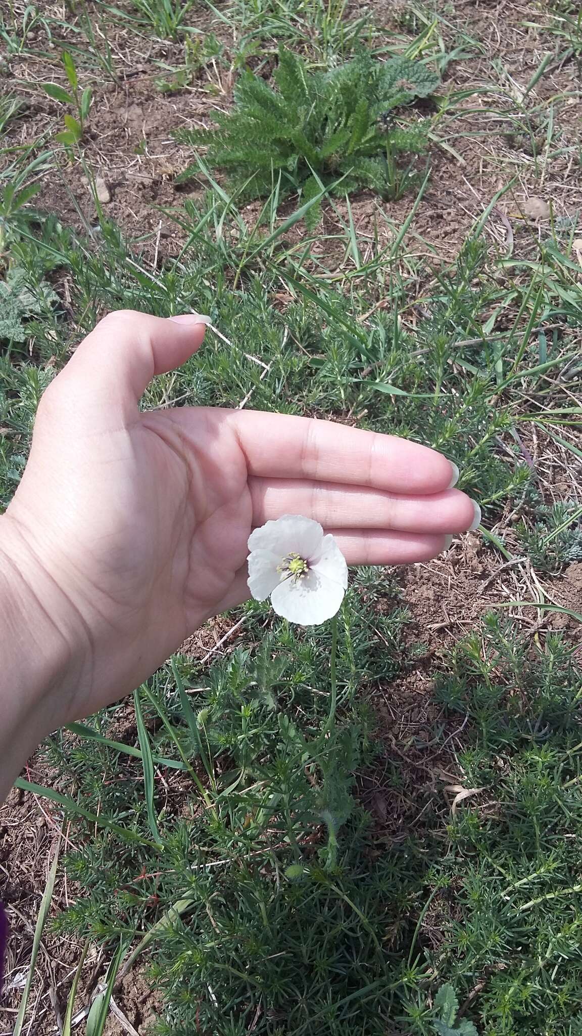 Image of Papaver albiflorum (Elkan) Pacz.