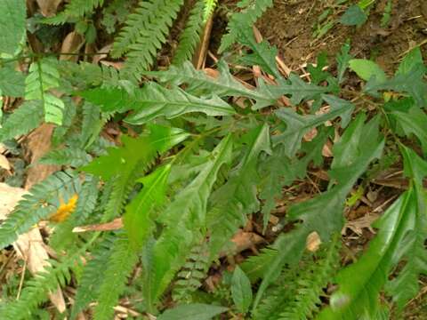 Ficus ampelas Burm. fil. resmi