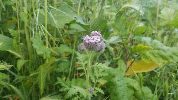 Phacelia hubbyi (J. F. Macbr.) Garrison的圖片